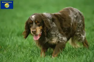 Read more about the article Épagneul Picard breeders and puppies in Montana