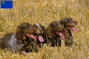 Read more about the article Épagneul Picard breeders and puppies in Nevada