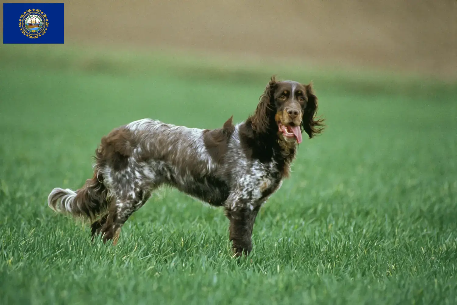 Épagneul Picard puppies and breeders New Hampshire Find Épagneul Picard breeders in New Hampshire.