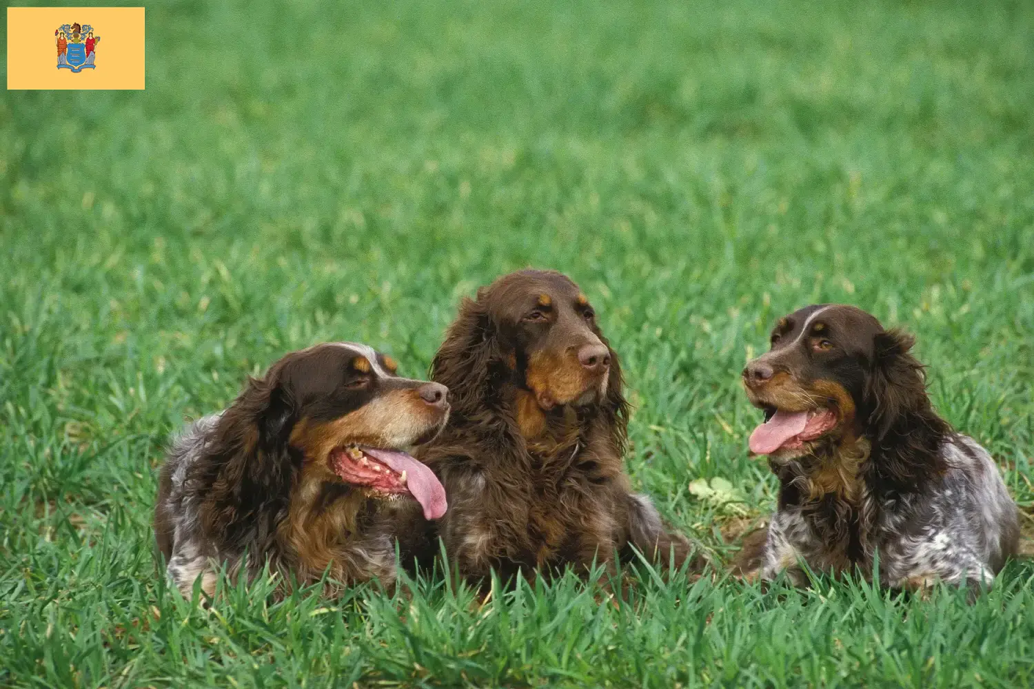 Épagneul Picard puppies and breeders New Jersey Find Épagneul Picard breeders in New Jersey.