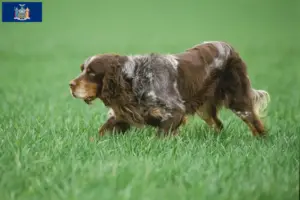Read more about the article Épagneul Picard breeders and puppies in New York
