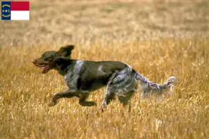 Read more about the article Épagneul Picard breeders and puppies in North Carolina