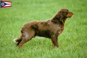 Read more about the article Épagneul Picard breeders and puppies in Ohio