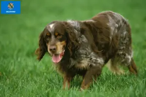 Read more about the article Épagneul Picard breeders and puppies in Oklahoma