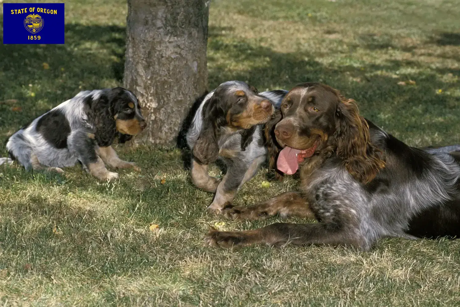 Épagneul Picard puppies and breeders Oregon Find Épagneul Picard breeders in Oregon.
