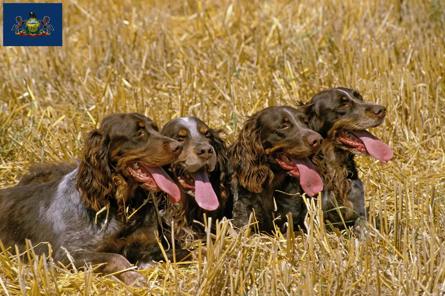 Épagneul Picard puppies and breeders Pennsylvania Find Épagneul Picard breeders in Pennsylvania.