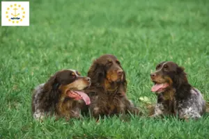 Read more about the article Épagneul Picard breeders and puppies in Rhode Island