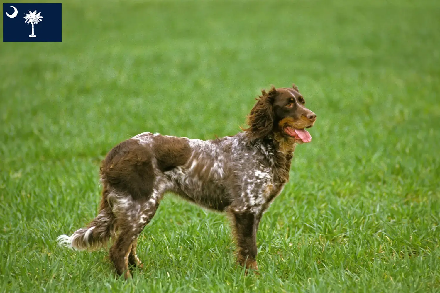 Épagneul Picard puppies and breeders South Carolina Find Épagneul Picard breeders in South Carolina.