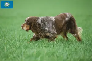 Read more about the article Épagneul Picard breeders and puppies in South Dakota