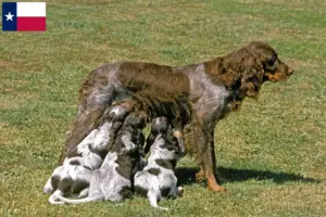 Read more about the article Épagneul Picard breeders and puppies in Texas
