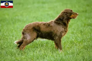 Read more about the article Épagneul Picard breeders and puppies in Utah