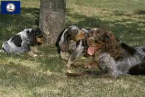 Read more about the article Épagneul Picard breeders and puppies in Virginia