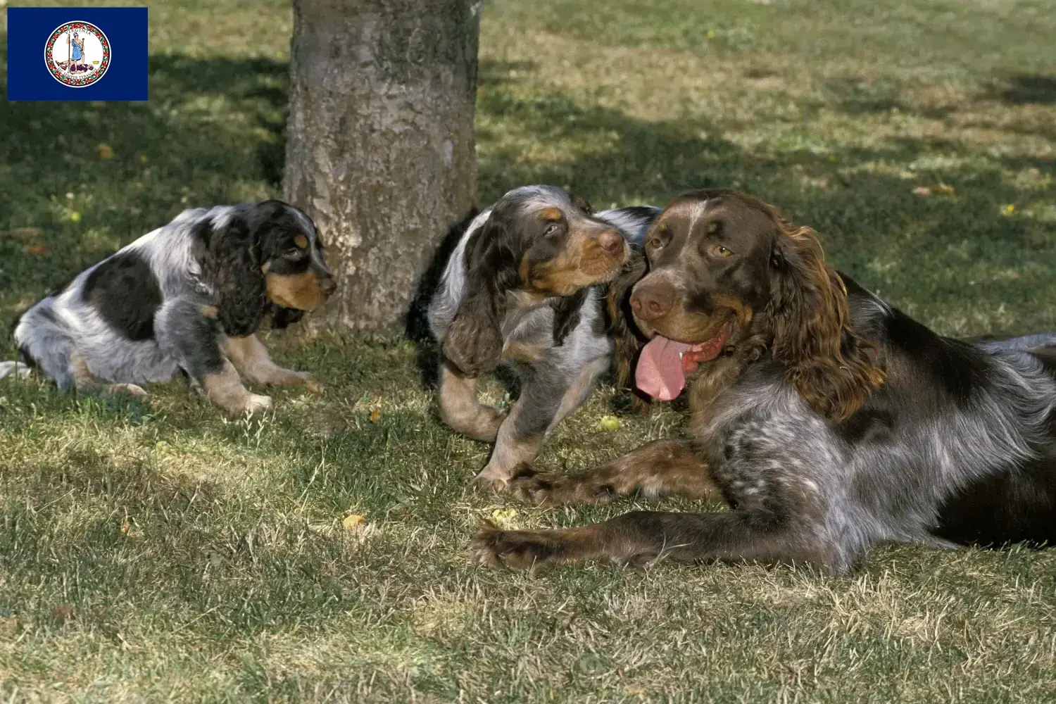 Épagneul Picard puppies and breeder Virginia Here you can find Épagneul Picard breeders in Virginia.