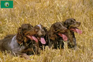 Read more about the article Épagneul Picard breeders and puppies in Washington