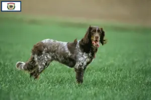 Read more about the article Épagneul Picard breeders and puppies in West Virginia