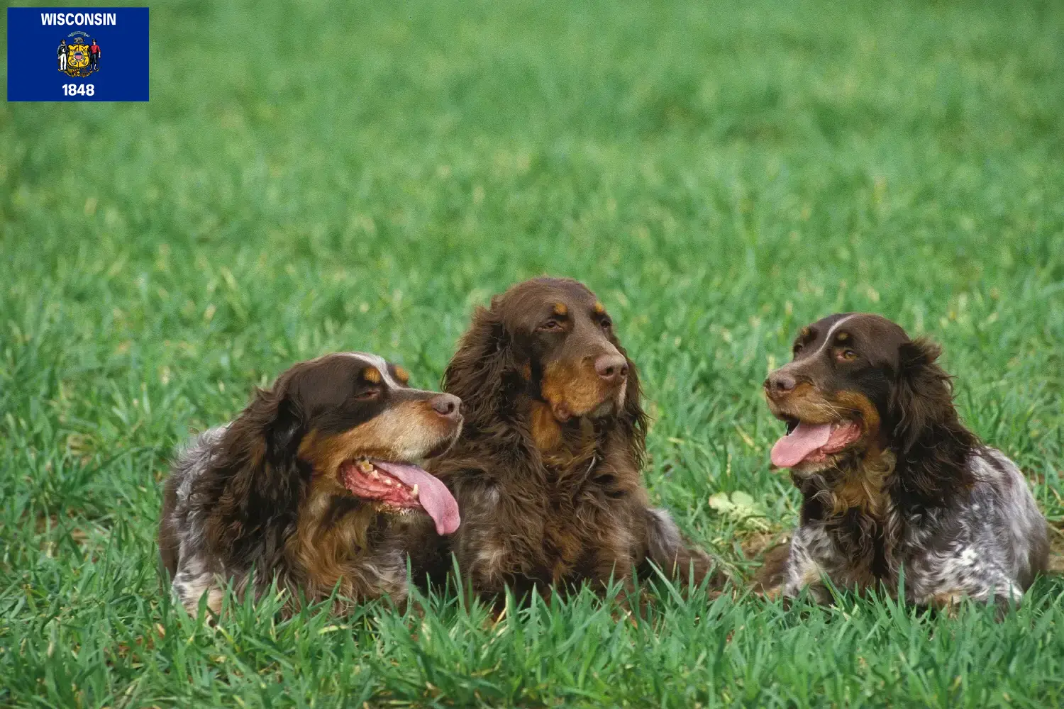 Épagneul Picard puppies and breeders Wisconsin Find Épagneul Picard breeders in Wisconsin.