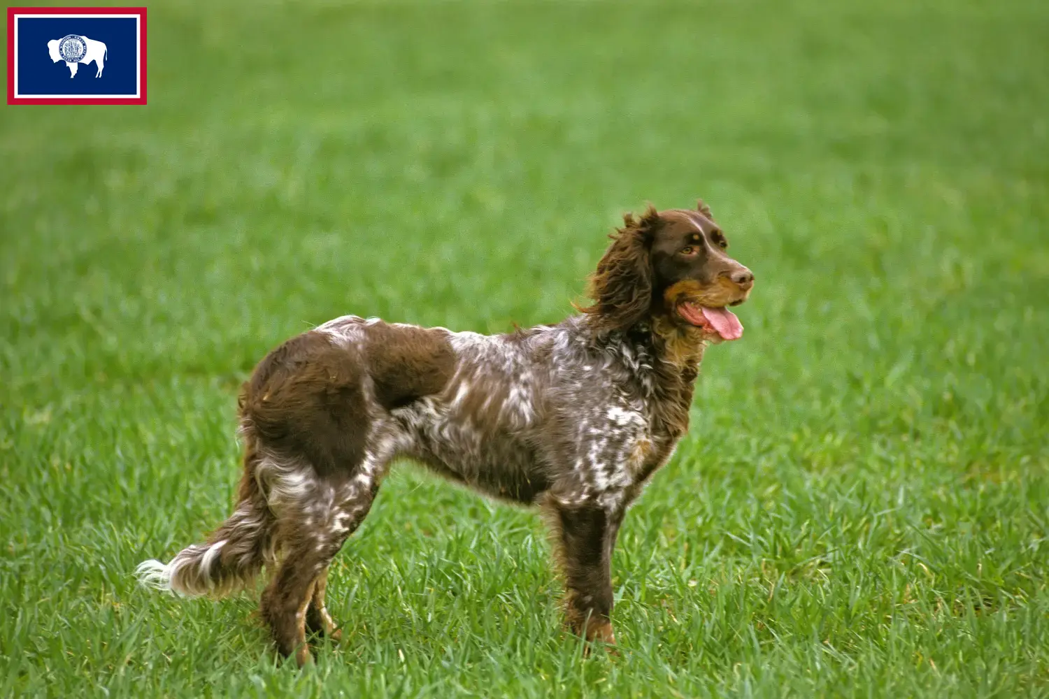 Épagneul Picard puppies and breeders Wyoming Here you can find Épagneul Picard breeders in Wyoming.