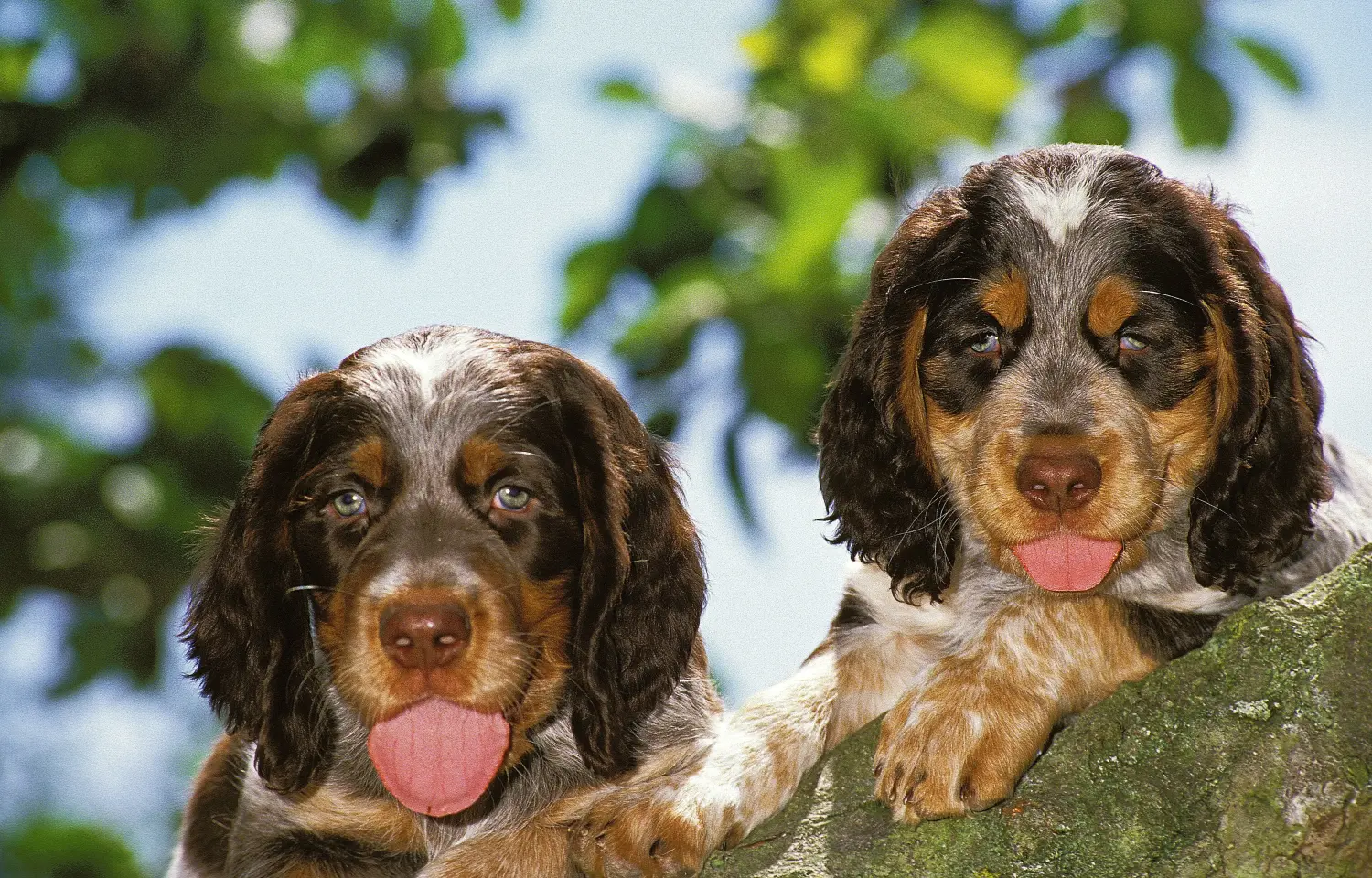 Buying an Épagneul Picard puppy means taking responsibility! Buy Épagneul Picard puppies.