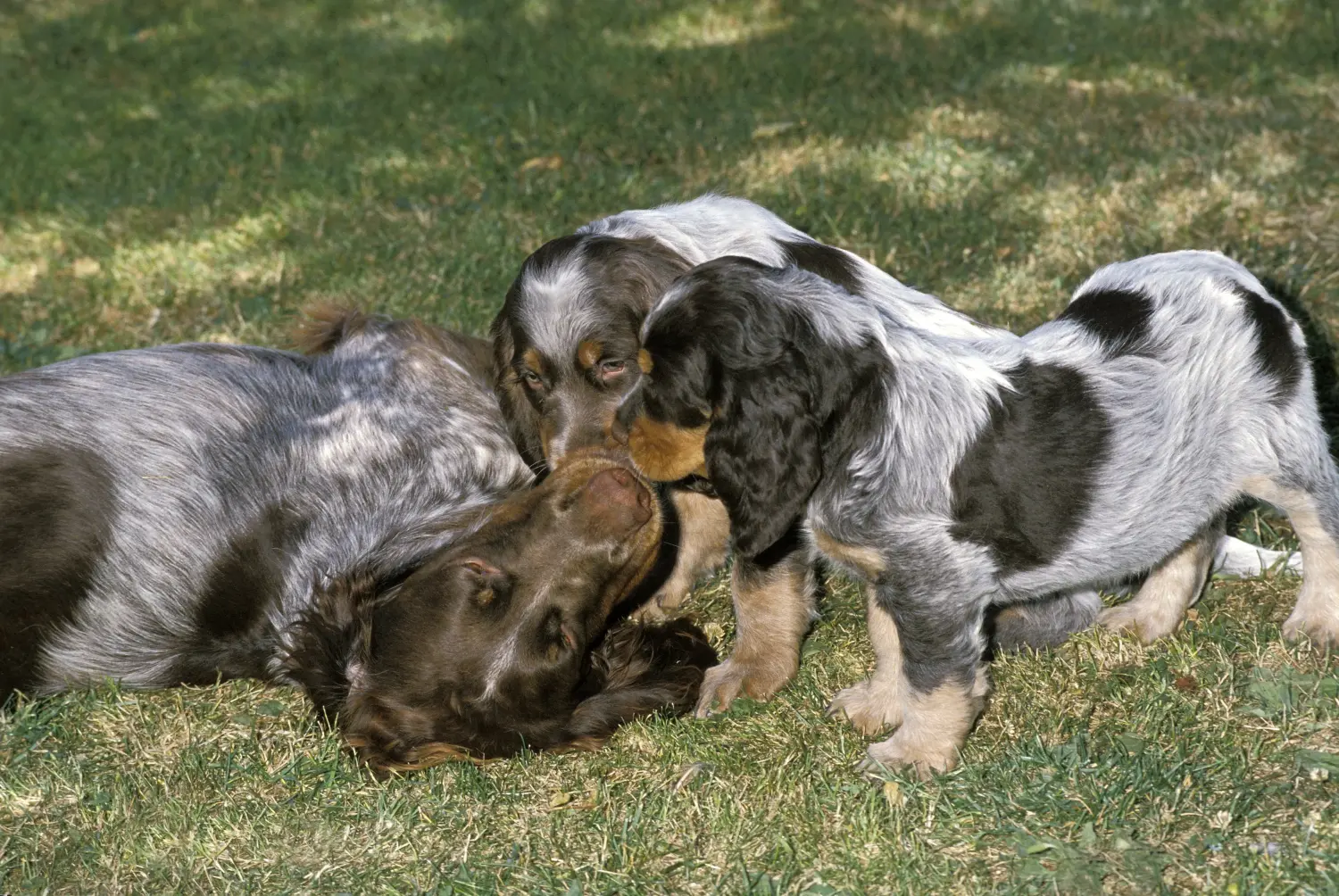 Buying an Épagneul Picard puppy means taking responsibility! Buy Épagneul Picard puppies.