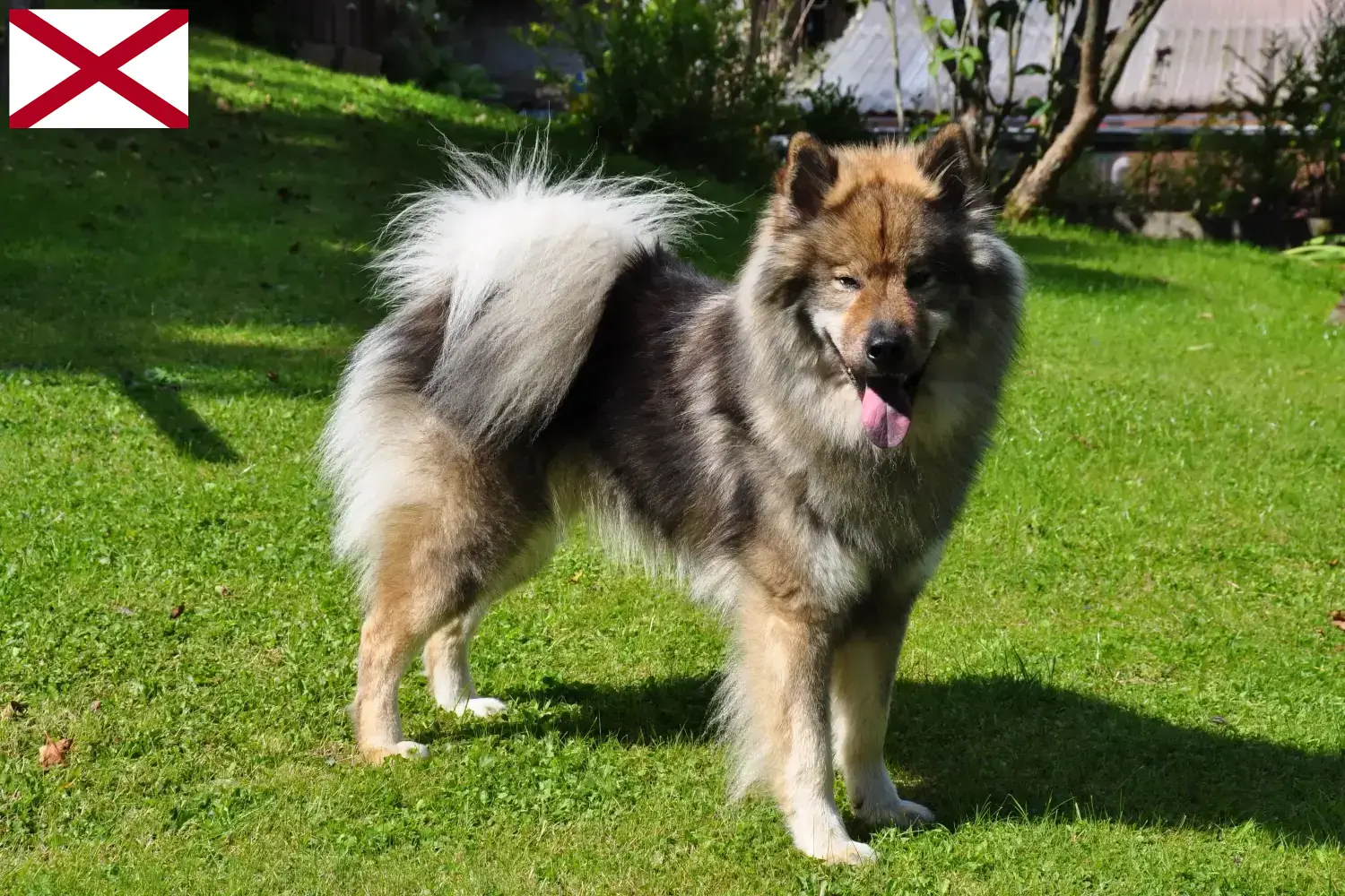 Eurasier puppies and breeder Alabama Find Eurasier breeders in Alabama here.