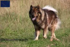Read more about the article Eurasier breeders and puppies in Alaska