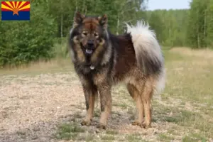 Read more about the article Eurasier breeders and puppies in Arizona