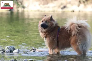Read more about the article Eurasier breeders and puppies in California