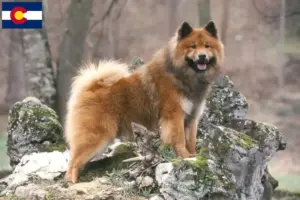 Read more about the article Eurasier breeders and puppies in Colorado