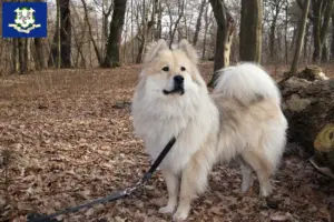 Read more about the article Eurasier breeders and puppies in Connecticut
