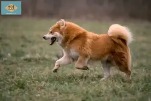 Read more about the article Eurasier breeders and puppies in Delaware