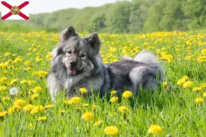 Read more about the article Eurasier breeders and puppies in Florida