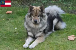 Read more about the article Eurasier breeders and puppies in Georgia