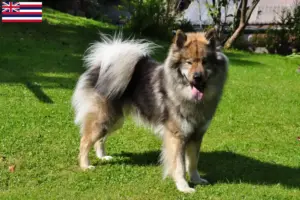 Read more about the article Eurasier breeders and puppies in Hawaii