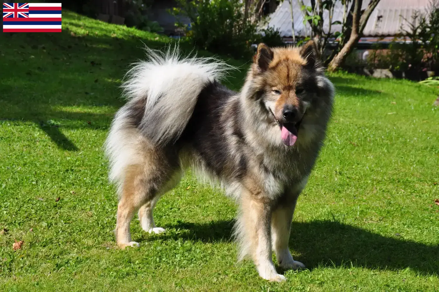 Eurasier puppies and breeders Hawaii Find Eurasier breeders in Hawaii here.