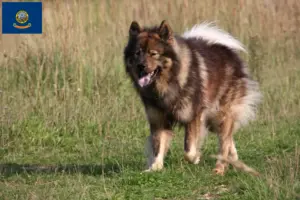 Read more about the article Eurasier breeders and puppies in Idaho