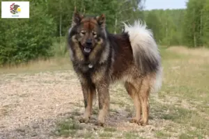 Read more about the article Eurasier breeders and puppies in Illinois