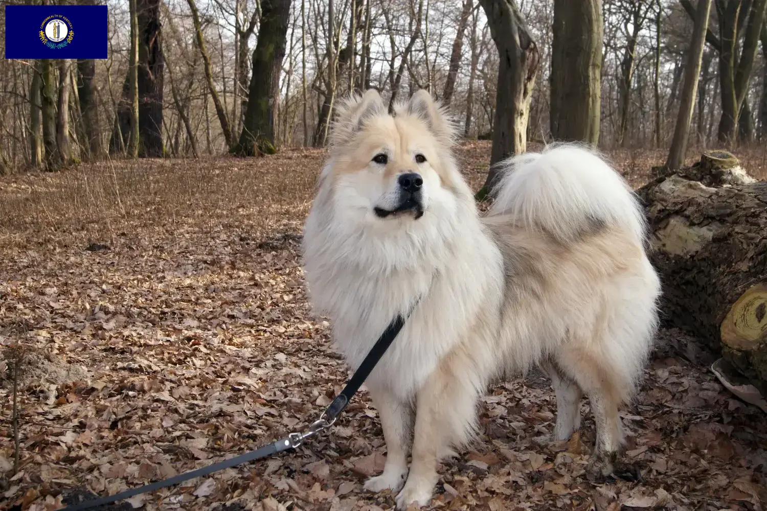Eurasier puppies and breeders Kentucky Find Eurasier breeders in Kentucky.