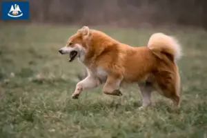 Read more about the article Eurasier breeders and puppies in Louisiana