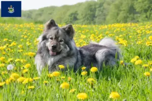 Read more about the article Eurasier breeders and puppies in Maine