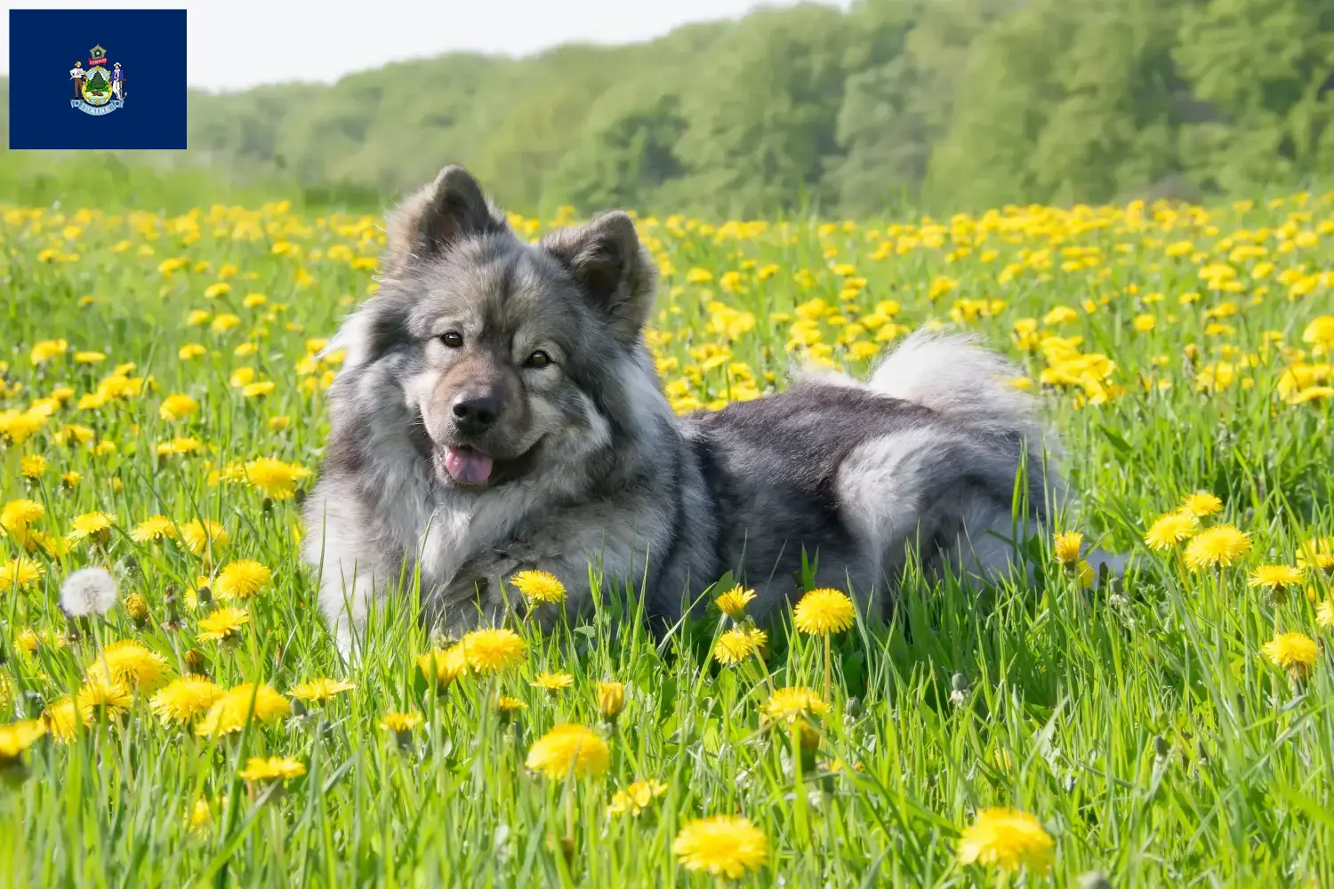 Eurasier puppies and breeders Maine Find Eurasier breeders in Maine here.