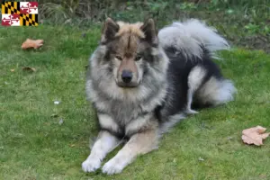Read more about the article Eurasier breeders and puppies in Maryland