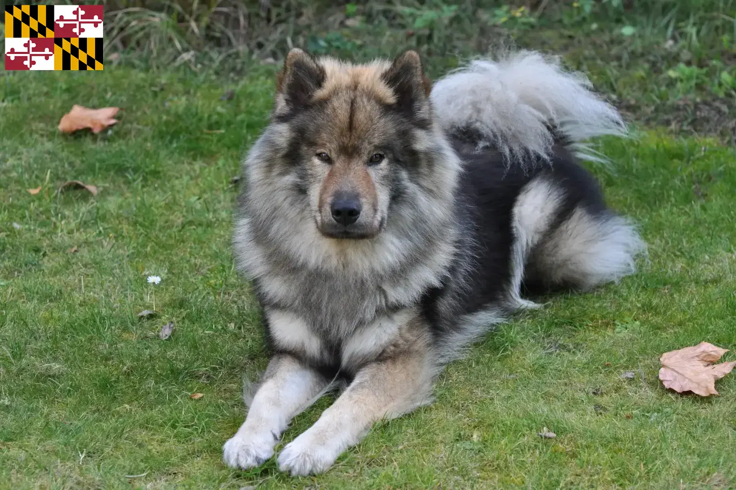 Eurasier puppies and breeder Maryland Find Eurasier breeders in Maryland here.