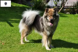 Read more about the article Eurasier breeders and puppies in Massachusetts