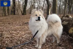 Read more about the article Eurasier breeders and puppies in Nebraska