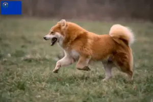 Read more about the article Eurasier breeders and puppies in Nevada