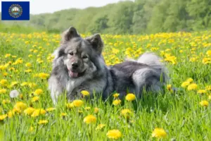 Read more about the article Eurasier breeders and puppies in New Hampshire