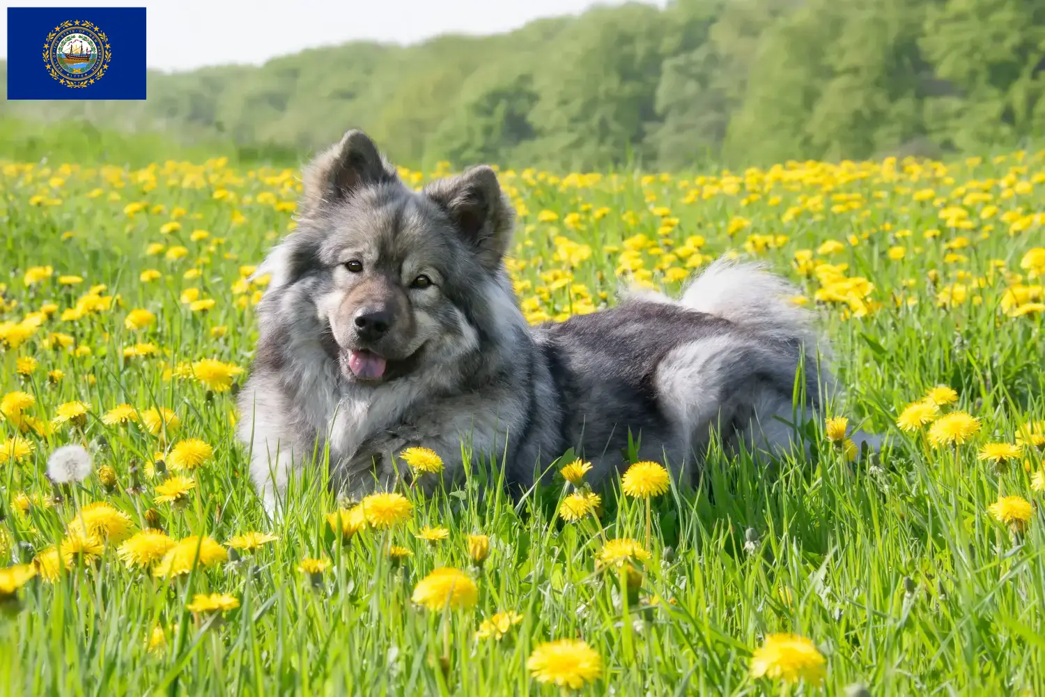 Eurasier puppies and breeders New Hampshire Find Eurasier breeders in New Hampshire here.