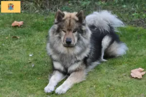Read more about the article Eurasier breeders and puppies in New Jersey