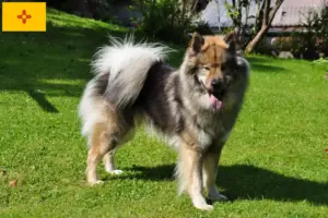 Read more about the article Eurasier breeders and puppies in New Mexico