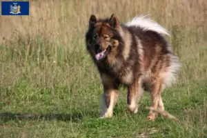 Read more about the article Eurasier breeders and puppies in New York